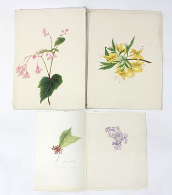 Lot 928 - Nicole Hornby/Botanical Studies/three...