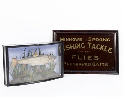 Lot 310 - A cased rainbow trout in a bowfront case, 61cm...