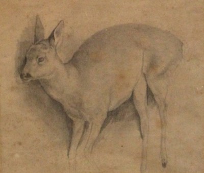 Lot 765 - J Wolfe/Roe Deer/pencil, 17.5cm x 19.5cm
