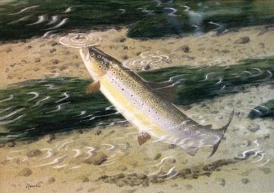 Lot 777 - Tim Havers (20th Century British)/Brown Trout...