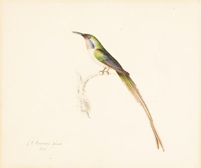 Lot 676 - J E Bowman/Portrait of a Hummingbird/perched...