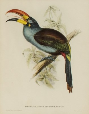 Lot 498 - After Gould & H C Richter/Ornithological...