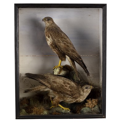 Lot 389 - A taxidermy case of two buzzards in a...