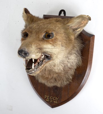 Lot 423 - A taxidermy fox mask mounted on a wooden...