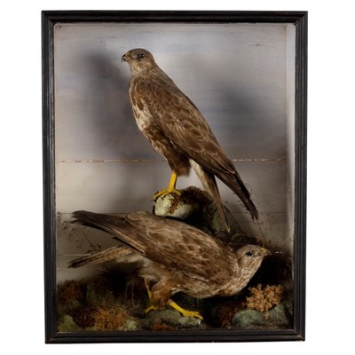 Lot 457 - A taxidermy case of two buzzards in a...