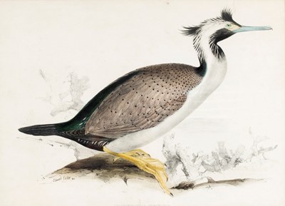 Lot 929 - Edward Lear (British 1812-1888)/Phalacrocorax...