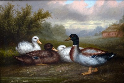 Lot 838 - Arthur Jackson (British 19th Century)/Ducks/a...