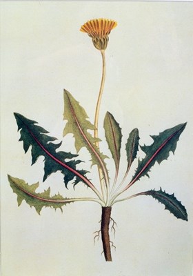 Lot 919 - Eight botanical studies, watercolours and prints