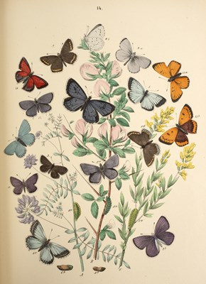 Lot 359 - Kirby (W F) European Butterflies and Moths,...