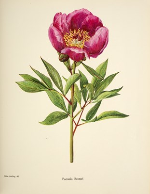 Lot 391 - Stern (F C) A Study of the Genus Paeonia, 1946....