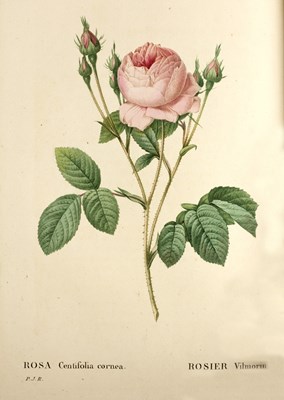 Lot 395 - Redoute (P.J.) Les Roses, Decrites par C. A....