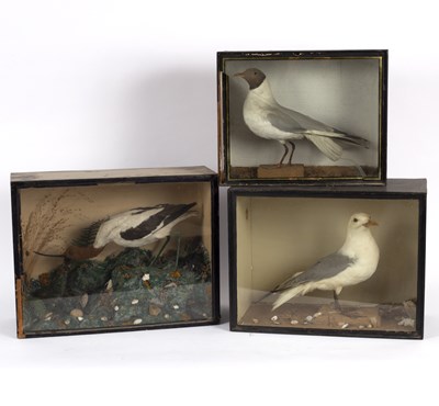 Lot 547 - A taxidermy case of an avocet, cased, 36cm x...