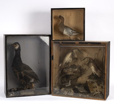 Lot 548 - A taxidermy case of a garganey, cased, 36cm x...