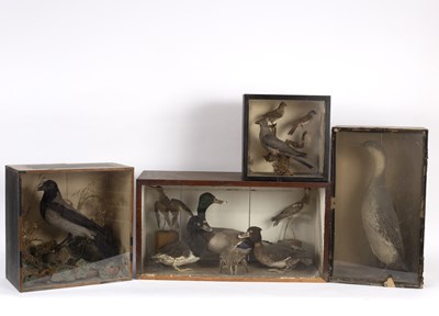 Lot 549 - A taxidermy case of a hooded crow, by H...