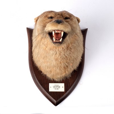 Lot 322 - A taxidermy otter mask on a shield-shaped...