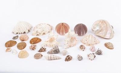 Lot 211 - A collection of large seashells