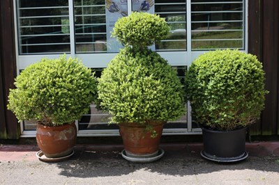 Lot 500 - Three topiary Buxus bushes, two in terracotta...