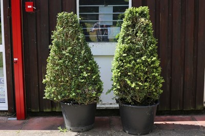 Lot 501 - Two topiary Buxus pyramids with flat sides,...