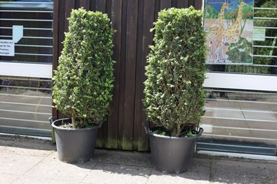 Lot 502 - Two topiary Buxus pillars with rounded sides...