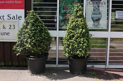 Lot 503 - Two topiary Buxus pyramid, one 130cm high, the...