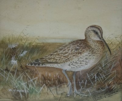 Lot 885 - Peter Standen (1936)/Whimbrel/signed and...