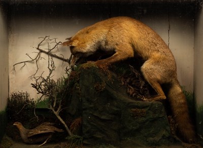 Lot 988 - Taxidermy study of a fox and partridge in a...