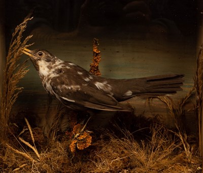 Lot 989 - Taxidermy study of a brown speckled bird in a...