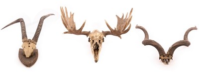 Lot 991 - A pair of mounted elk antlers and two other...