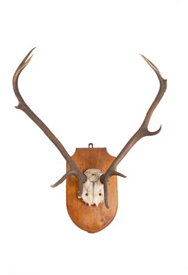 Lot 992 - A pair of antlers mounted on a shield, 75cm high