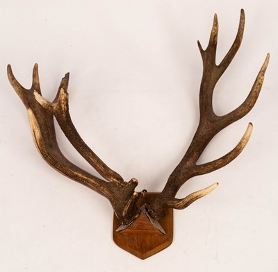 Lot 993 - A pair of red deer antlers, with interesting...