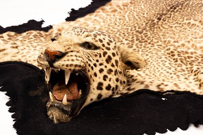 Lot 994 - A leopard skin, circa 1935, with open mouth...