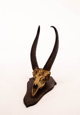 Lot 999 - A pair of reedbuck horns, mounted on a wooden...