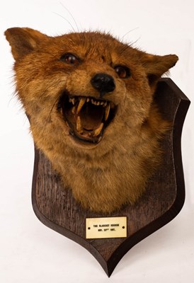 Lot 1000 - A taxidermy head of a fox, mounted on an oak...