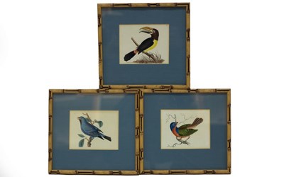 Lot 1067 - George Edwards/The Blue Gros Beak/25cm x...