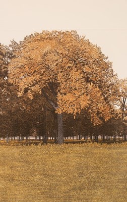 Lot 484 - Phil Greenwood (born 1943)/Red Oak/signed and...
