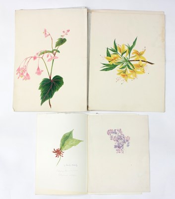 Lot 347 - Nicole Hornby/Botanical Studies/three...