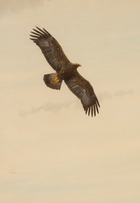 Lot 253 - Peter Hayman/Golden Eagle/watercolour, 23cm x...