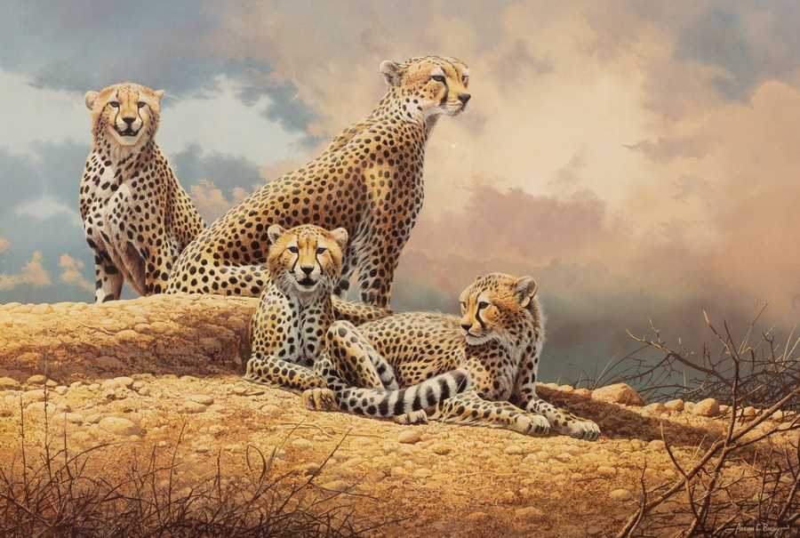 Lot 61 - Adrian C Rigby (born 1962)/Cheetah at...
