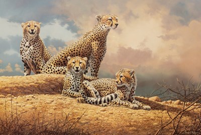 Lot 61 - Adrian C Rigby (born 1962)/Cheetah at...