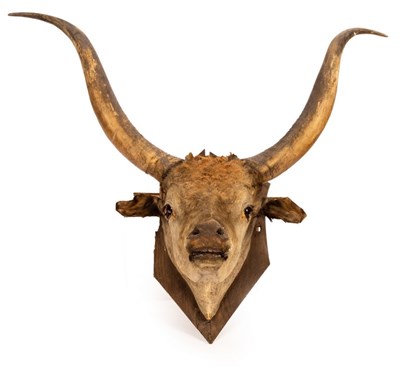 Lot 116 - A taxidermy head of a longhorn cow mounted on...