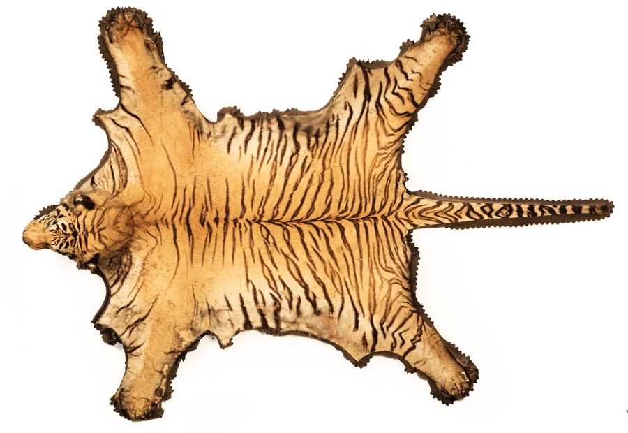 Lot 136 - A tiger skin rug with full mount head on a...