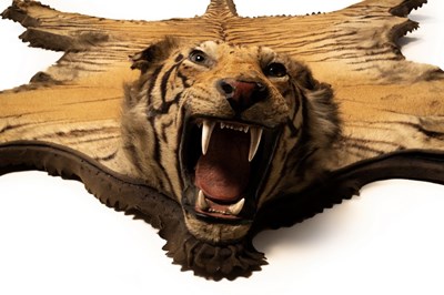 Lot 136 - A tiger skin rug with full mount head on a...