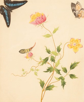 Lot 370 - Chinese School, circa 1800/Botanical Study...