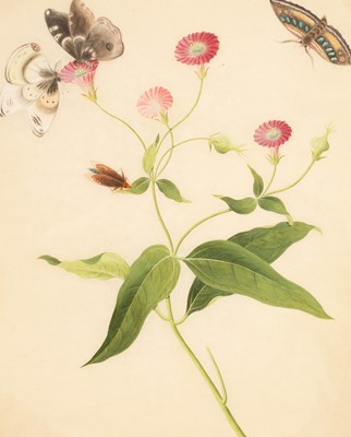 Lot 372 - Chinese School, circa 1800/Botanical Study...