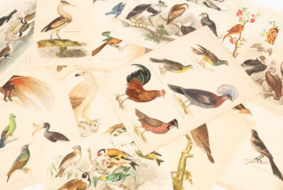 Lot 1061 - A collection of coloured engravings of birds,...