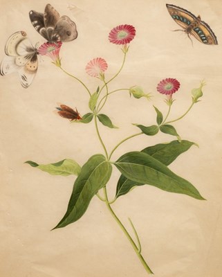 Lot 286 - Chinese School, circa 1800/Botanical Study...