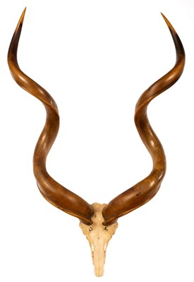 Lot 412 - A pair of Kudu horns, mounted upon a partial...