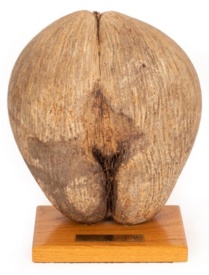 Lot 425 - An unpolished Coco de Mer on an oak plinth...