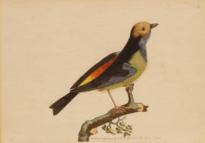 Lot 945 - Shaw & Nodder (pub)/Birds/hand coloured print...