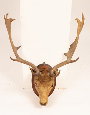 Lot 506 - A taxidermy deer head on an oval wooden mount,...